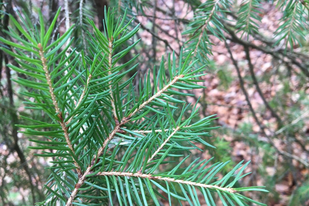 Branche de sapin, Fêtes de fin d'année