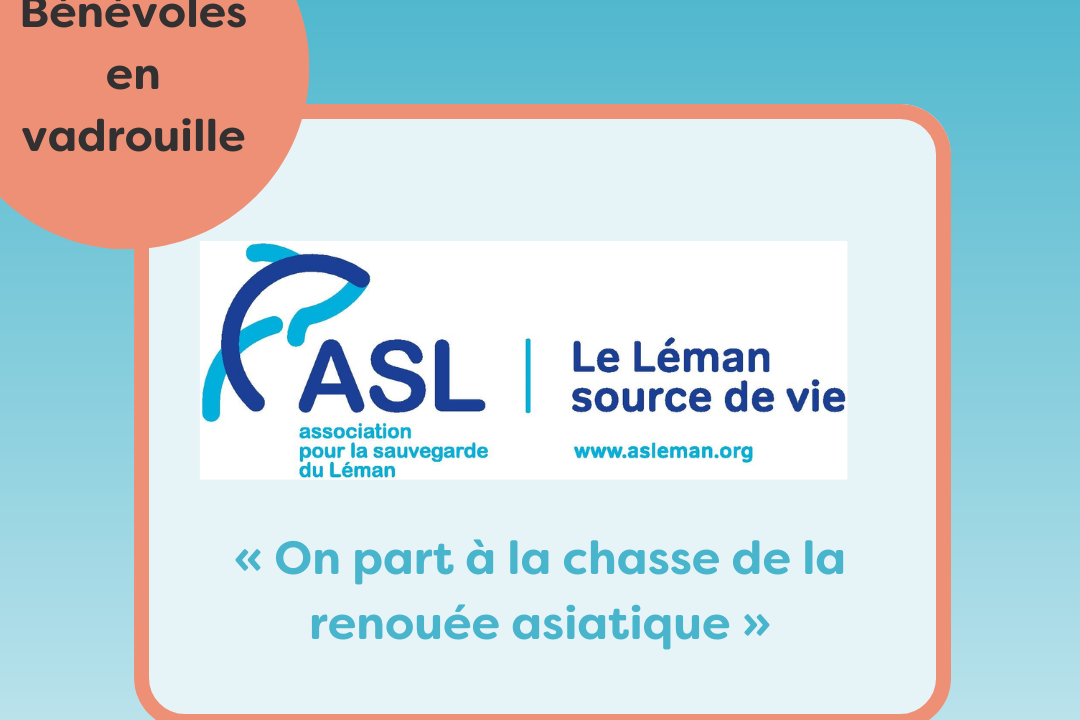 Bénévoles en vadrouille à l’Association pour la Sauvegarde du Léman : « On part à la chasse de la renouée asiatique »