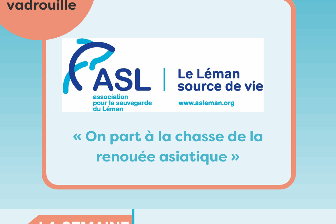 Bénévoles en vadrouille à l’Association pour la Sauvegarde du Léman : « On part à la chasse de la renouée asiatique »